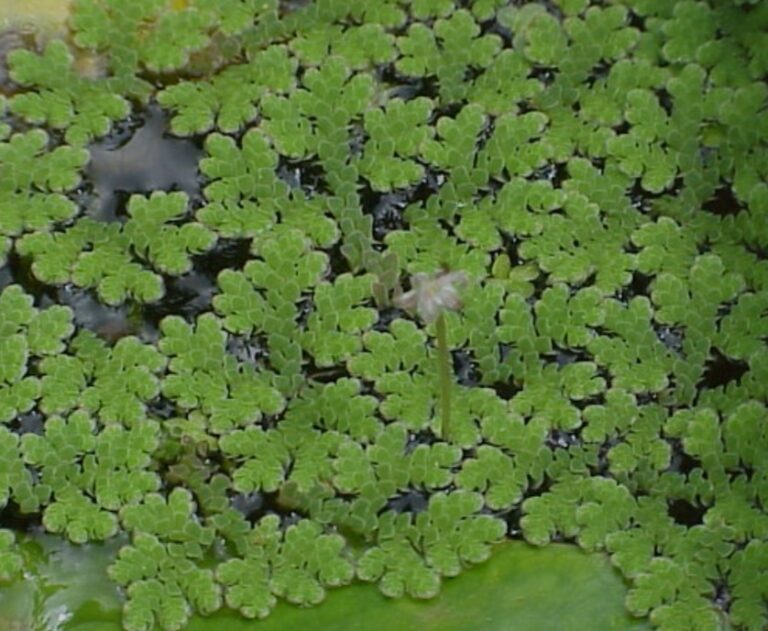 US Nagar introduces Azolla cultivation to boost milk Production and animal health