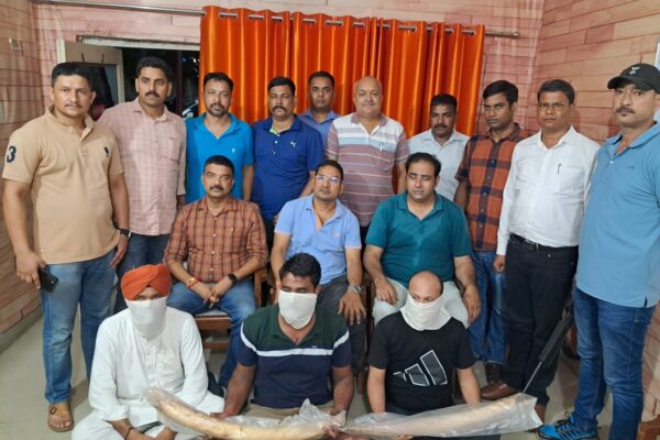 Wildlife smuggling racket busted: 3 arrested with two elephant tusks in joint operation