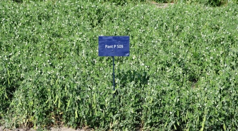 High-yield, disease-resistant varieties tailored by Pant varsity scientists to regional needs promise higher productivity and sustainability