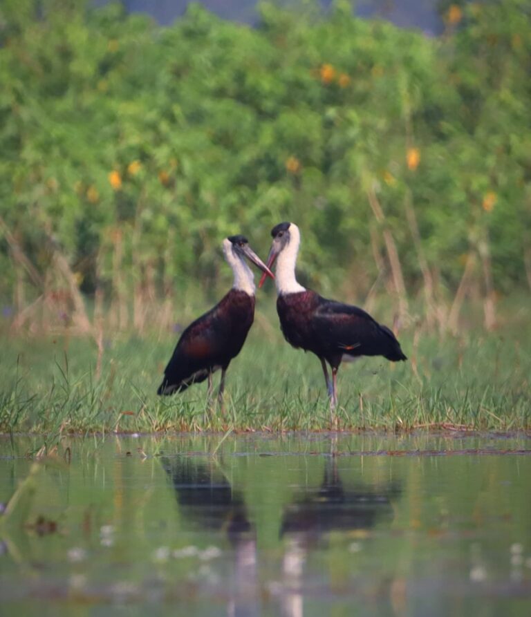 Endangered storks grace Terai region, forest department see hope in rising populations